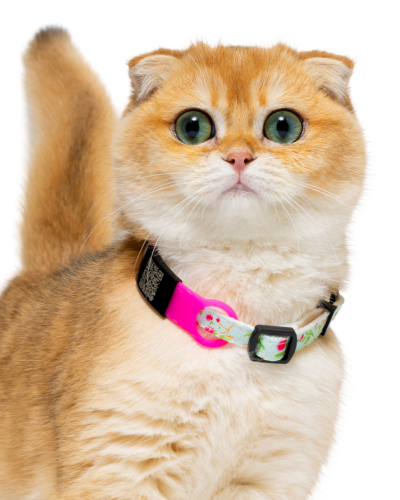 قلادة الأليف